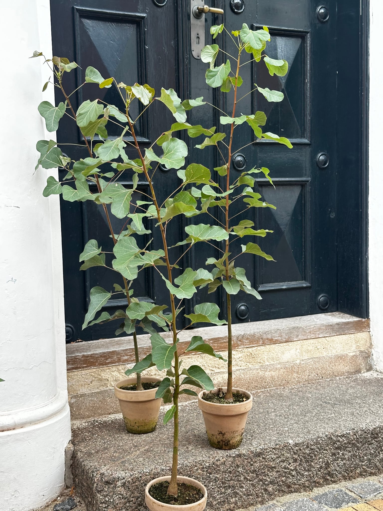 Planter