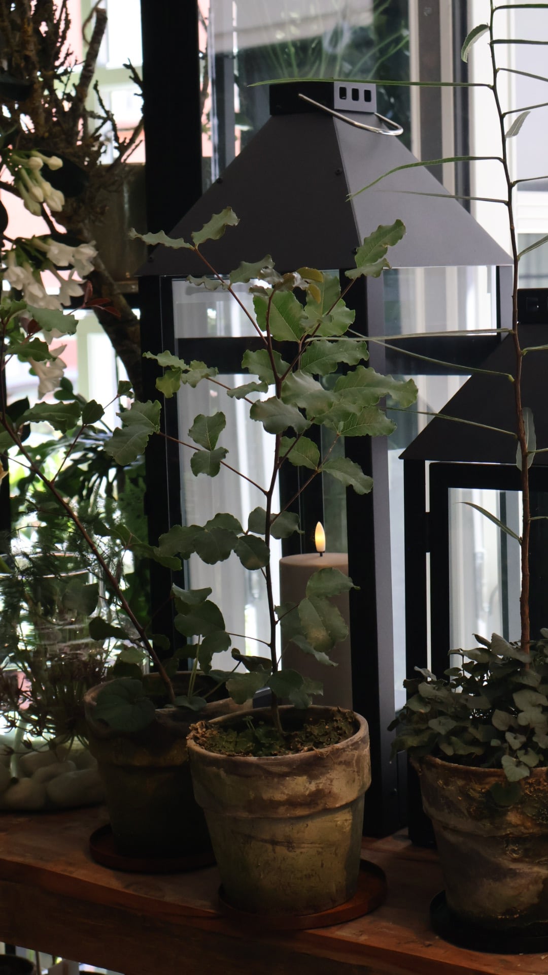 Indgangsparti og planter